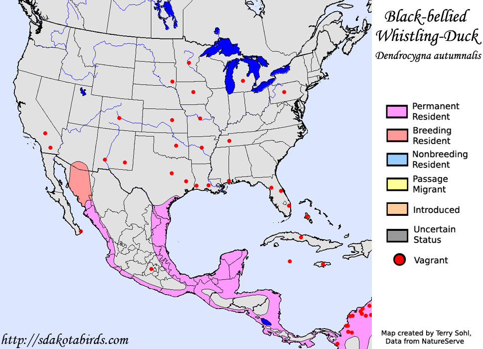 Black-bellied Whistling Duck - Range Map