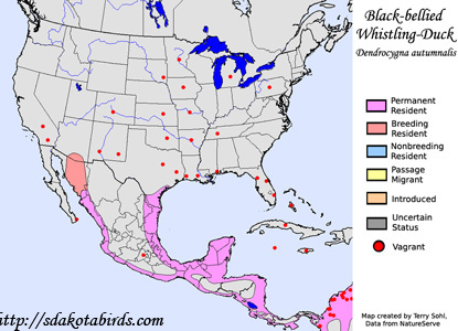 Black-bellied Whistling Duck - Range Map