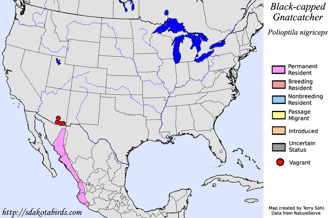 Black-capped Gnatcatcher - North American Range Map
