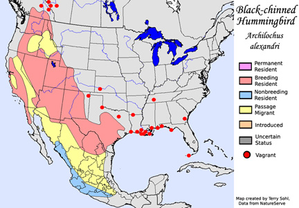 Black-chinned Hummingbird - Range Map