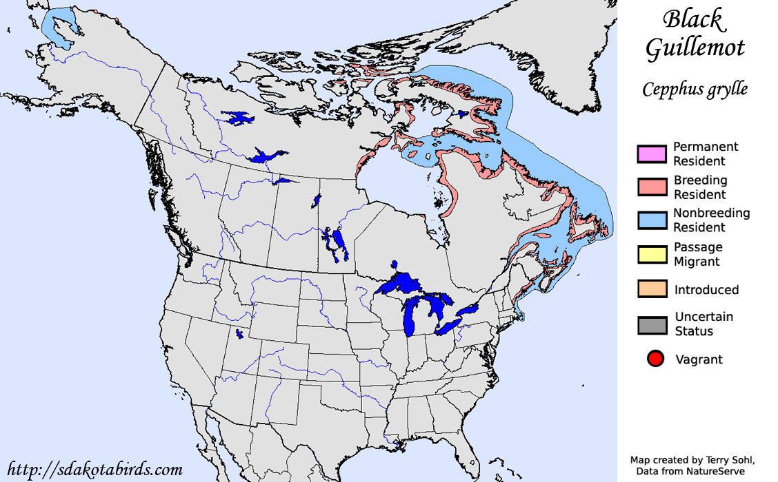Black Guillemot - North American Range Map