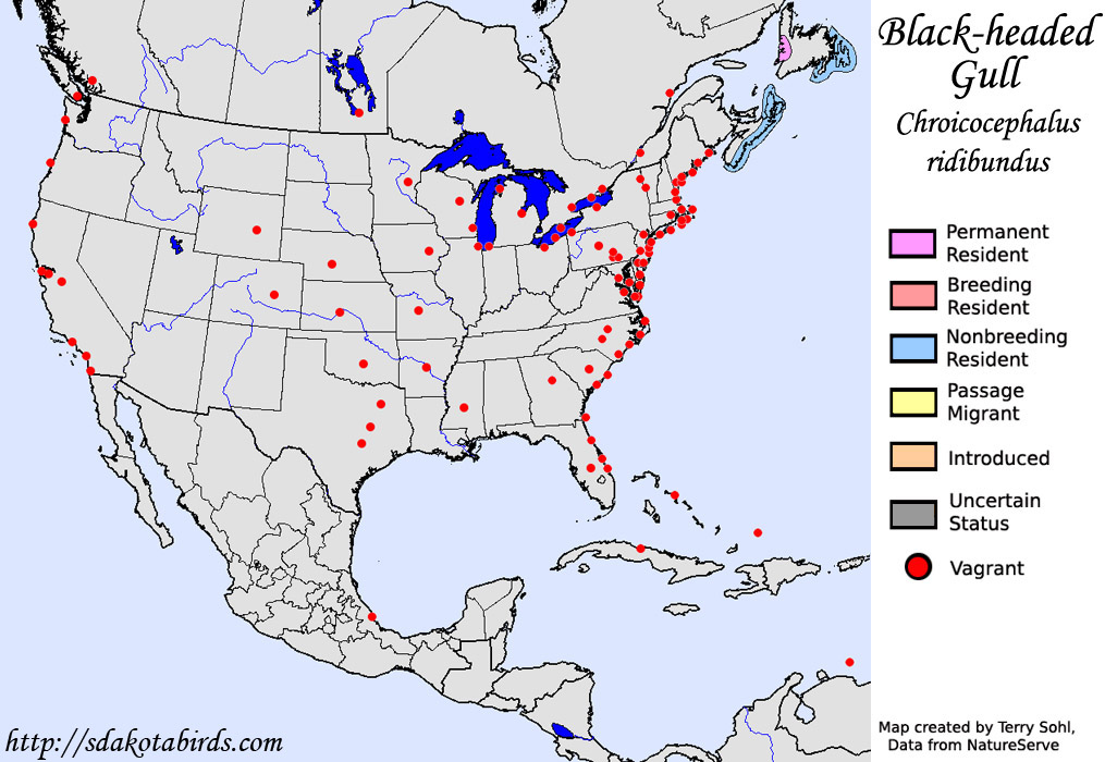 Black-headed Gull - North American Range Map