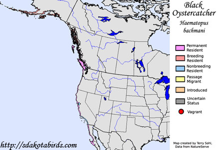 Black Oystercatcher - North American Range Map