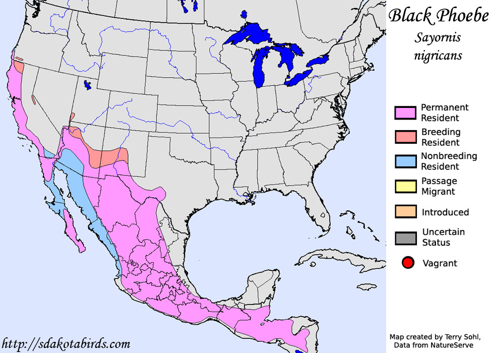 Black Phoebe - North American Range Map