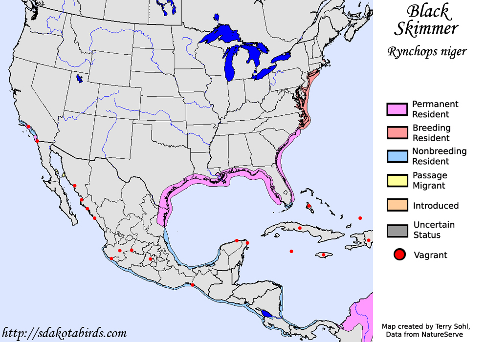 Black Skimmer - North American Range Map