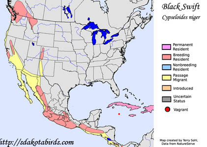 Black Swift - Range Map