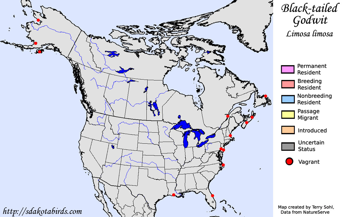 Black-tailed Godwit - North American Range Map