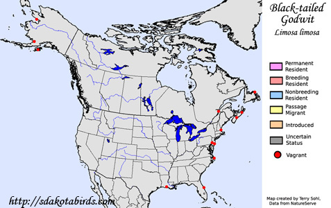 Black-tailed Godwit - Range Map
