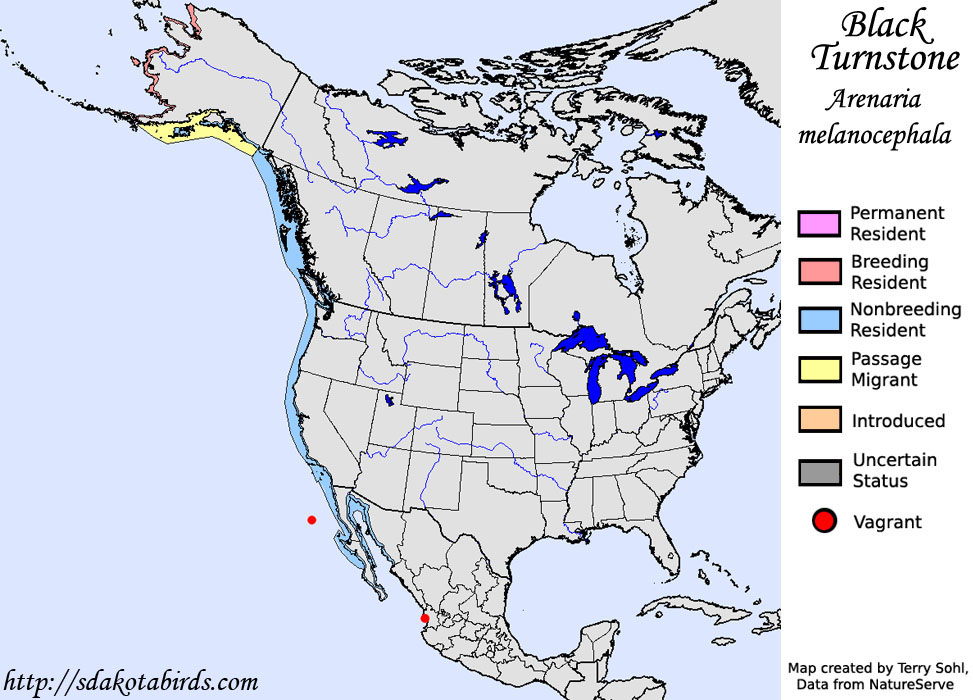 Black Turnstone - North American Range Map