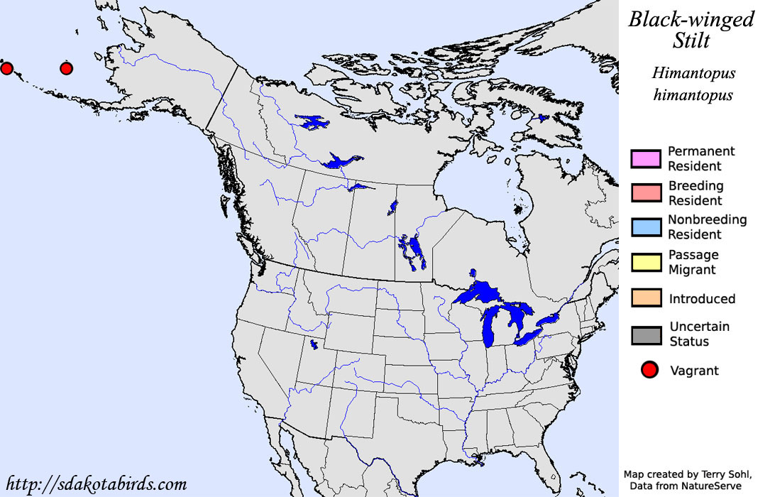 Black-winged Stilt - North American Range Map