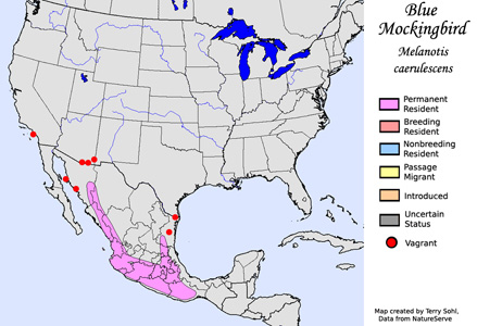 Blue Mockingbird - Range Map