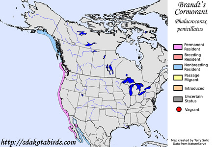 Brandt's Cormorant - Range Map