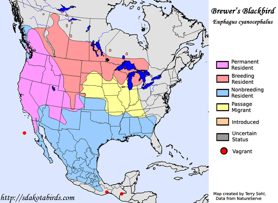 Brewer's Blackbird - Species Range Map