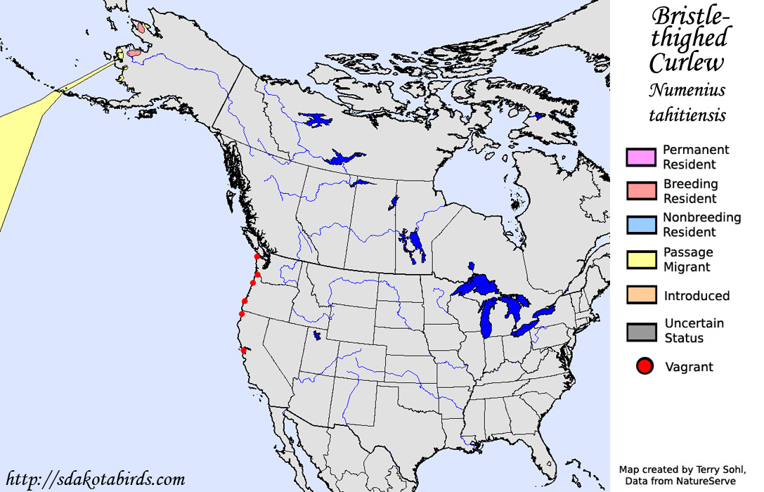 Bristle-thighed Curlew - North American Range Map
