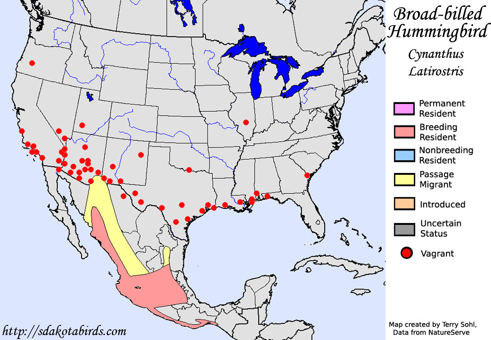 Broad-billed Hummingbird - North American Range Map