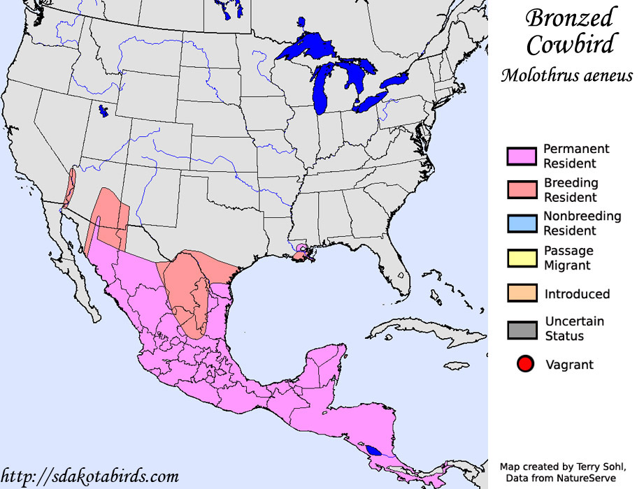 Bronzed Cowbird - North American Range Map