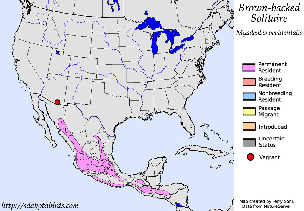 Brown-backed Solitaire - North American Range Map