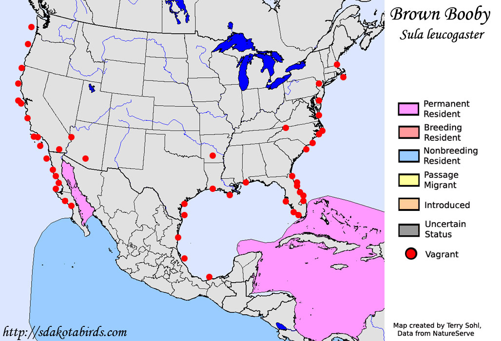 Brown Booby - North American Range Map