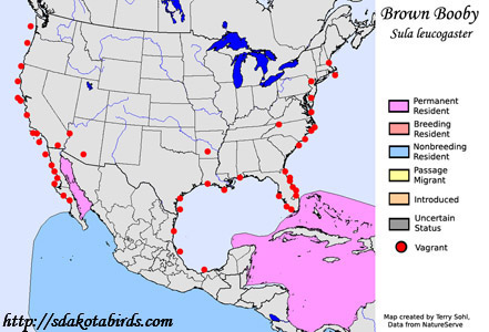 Brown Booby - Range Map