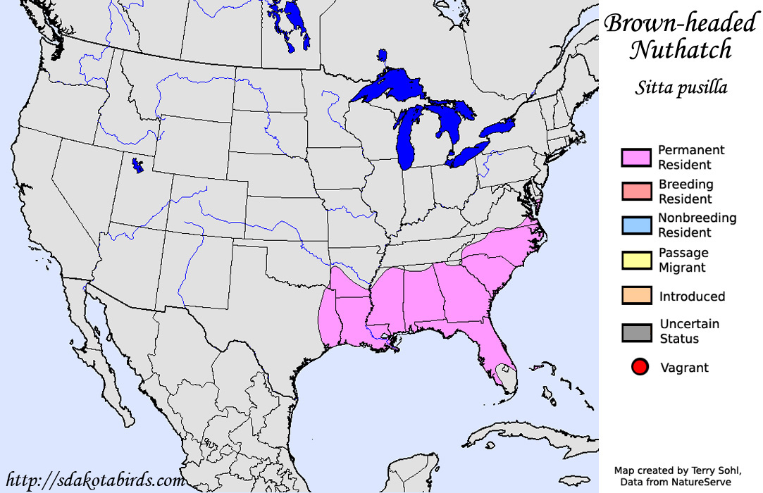 Brown-headed Nuthatch - North American Range Map