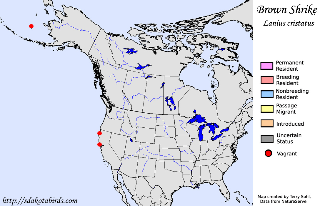 Brown Shrike - North American Range Map