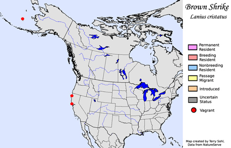 Brown Shrike - Range Map