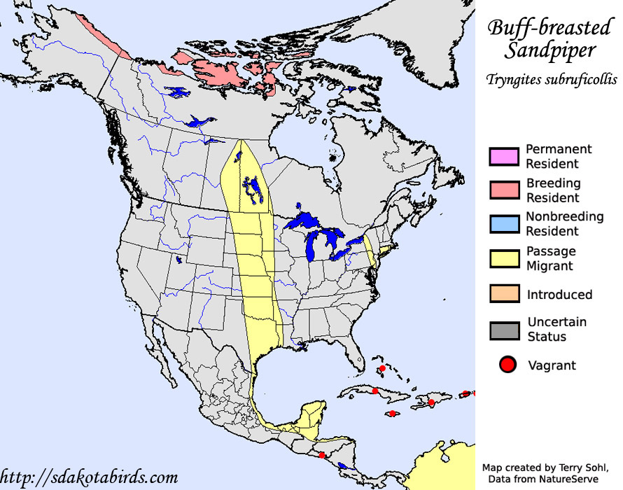Buff-breasted Sandpiper - Range Map