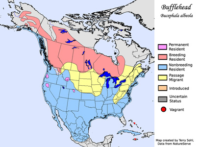 Bufflehead - Range Map