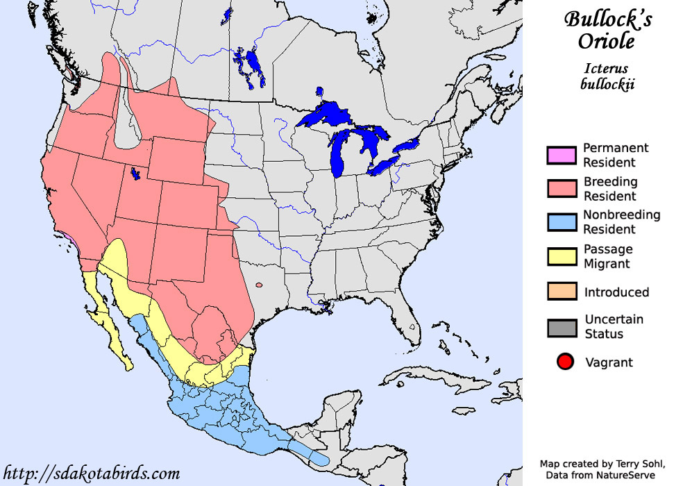 Bullock's Oriole - Species Range Map