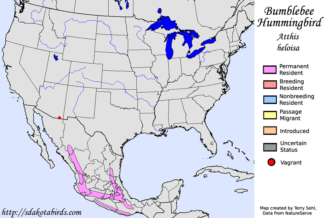 Bumblebee Hummingbird - North American Range Map