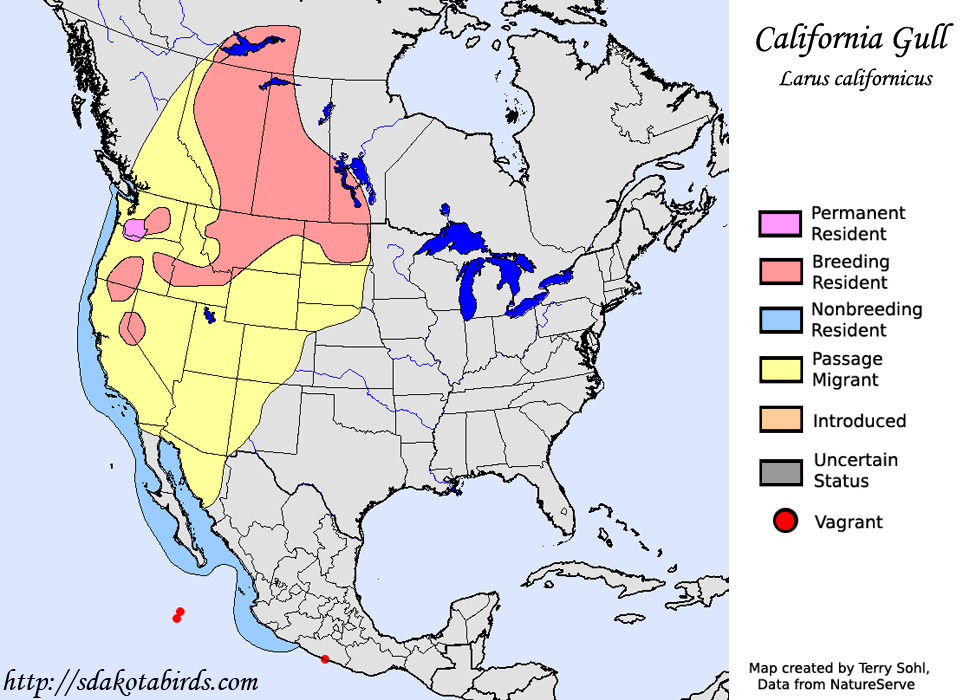California Gull - Range Map
