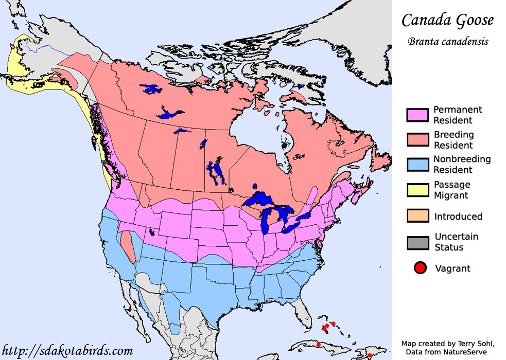 Canada Goose - Range Map
