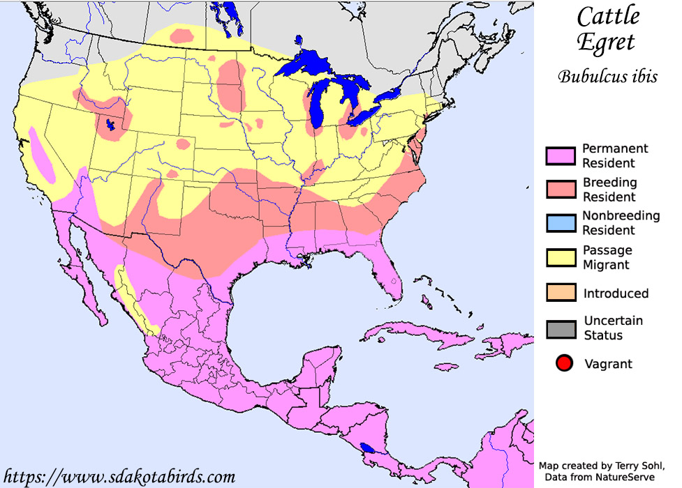 North American Range Map for the Cattle Egret - Bubulcus ibis - South Dakota Birds and Birding