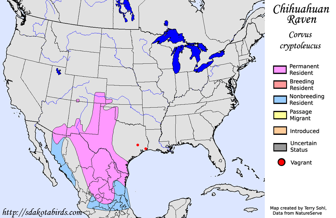 Chihuahuan Raven - North American Range Map