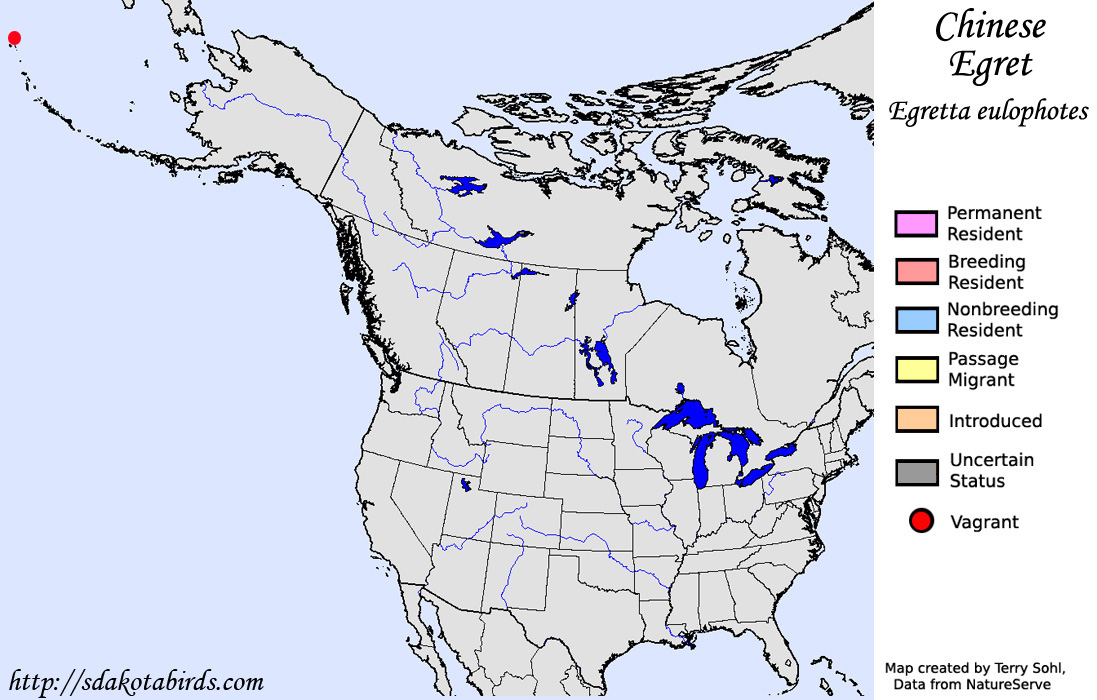 Chinese Egret - North American Range Map