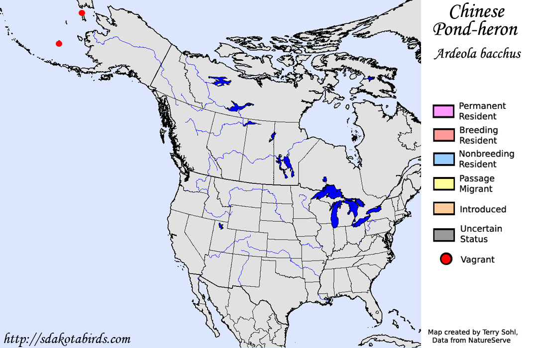 Chinese Pond Heron - North American Range Map