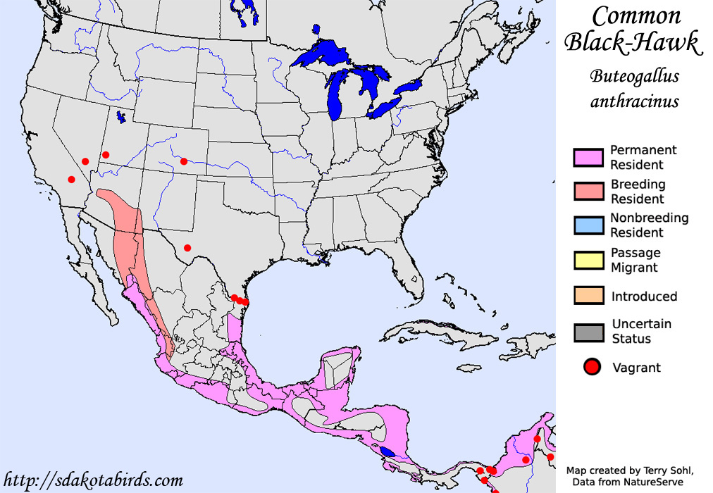 Common Black-Hawk - North American Range Map