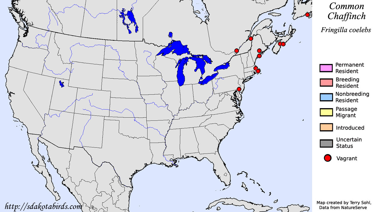 Common Chaffinch - North American Range Map