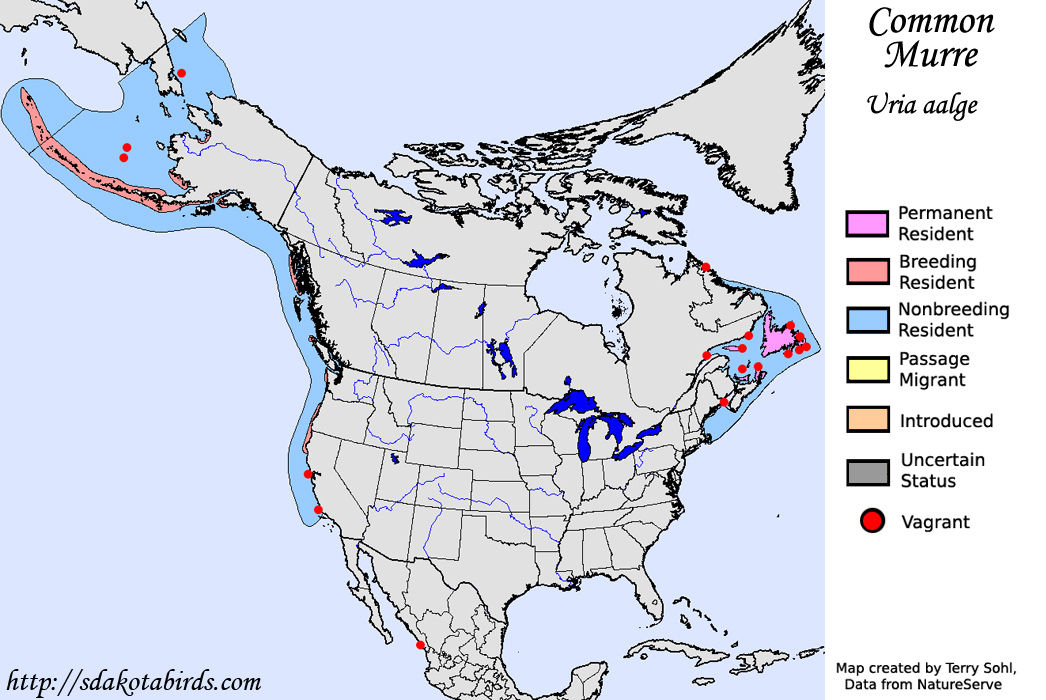 Common Murre - North American Range Map