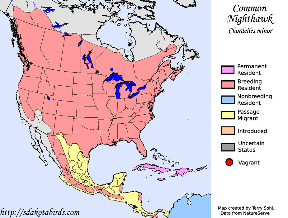 Common Nighthawk - Range Map