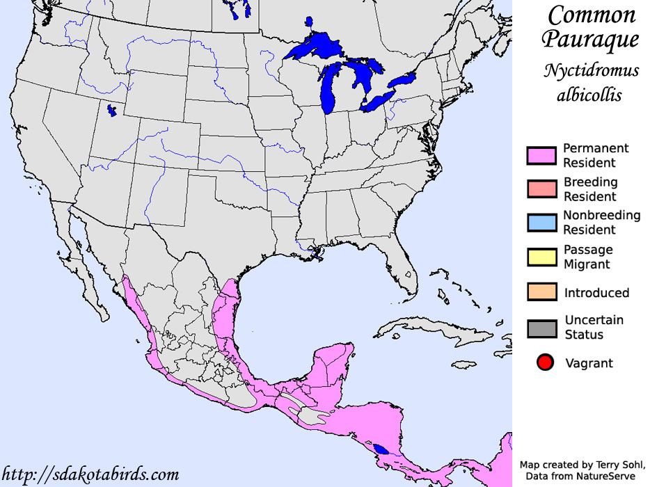 Common Pauraque - North American Range Map