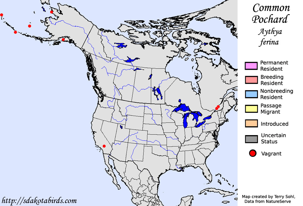 North American Range Map for the Common Pochard