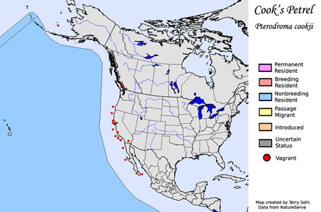 Cook's Petrel - North American Range Map