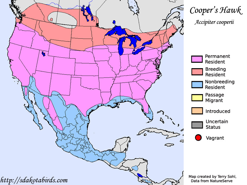 Cooper s Hawk Species Range Map Cooper s Hawk Species Range Map
