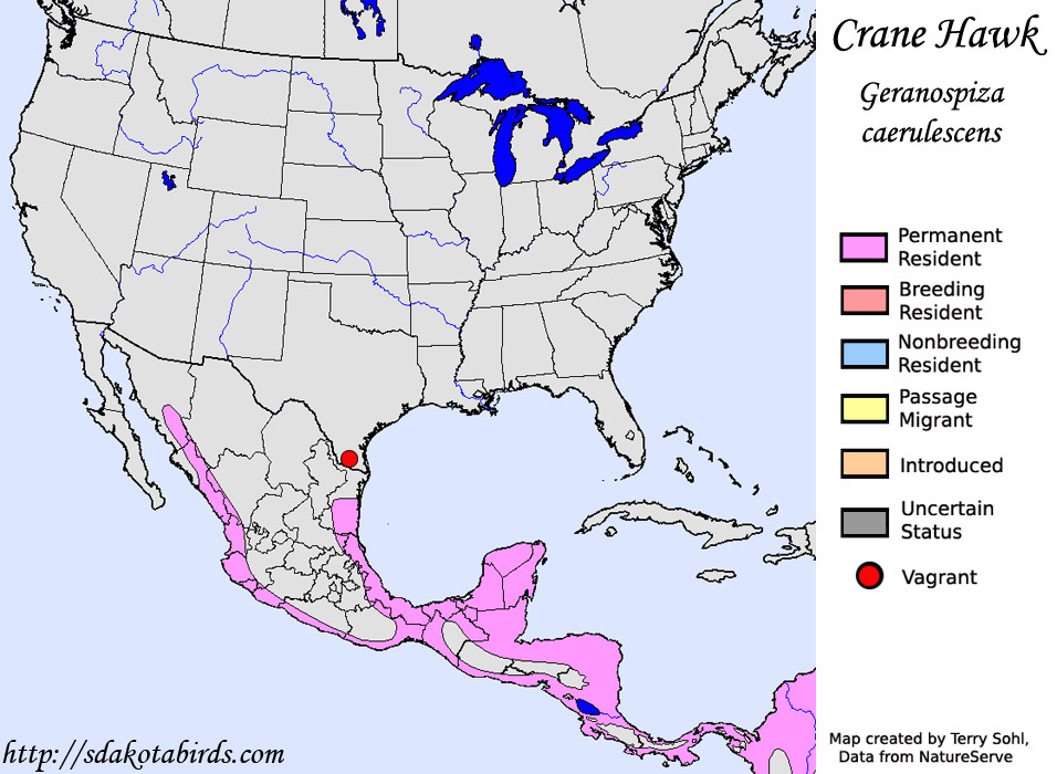 Crane Hawk - North American Range Map