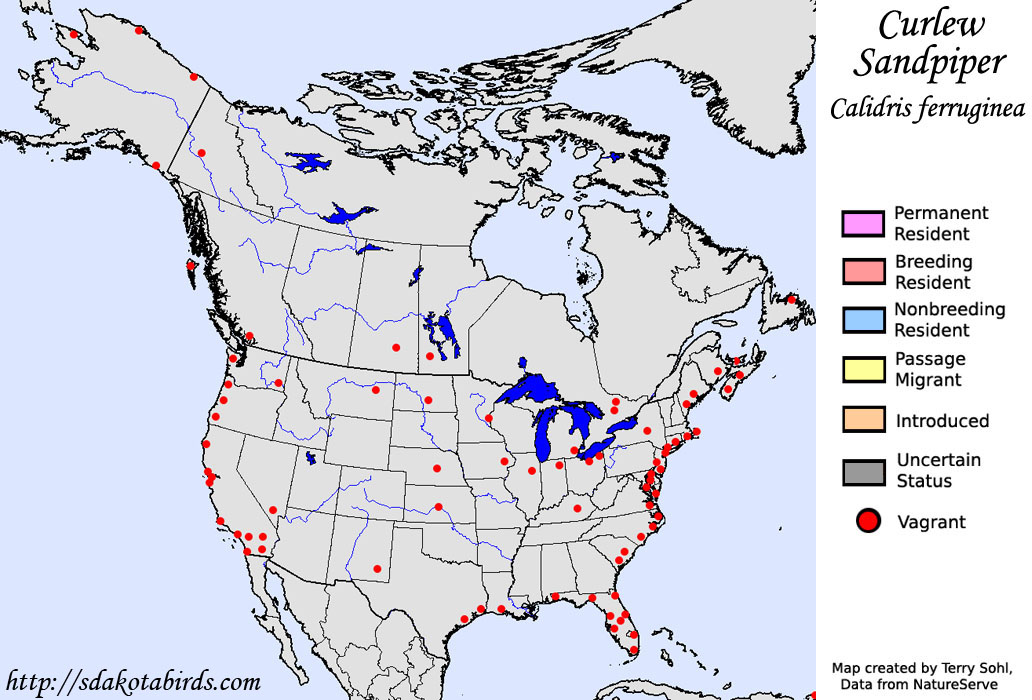 Curlew Sandpiper - North American Range Map
