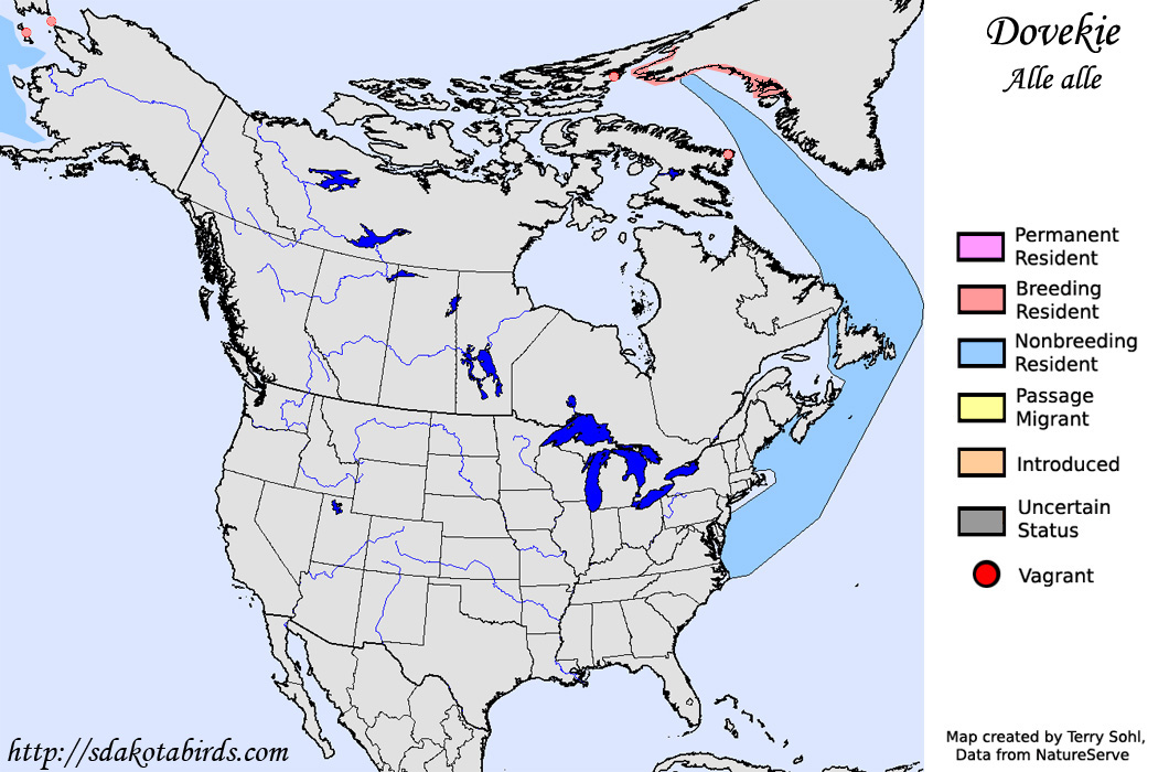 Dovekie - North American Range Map