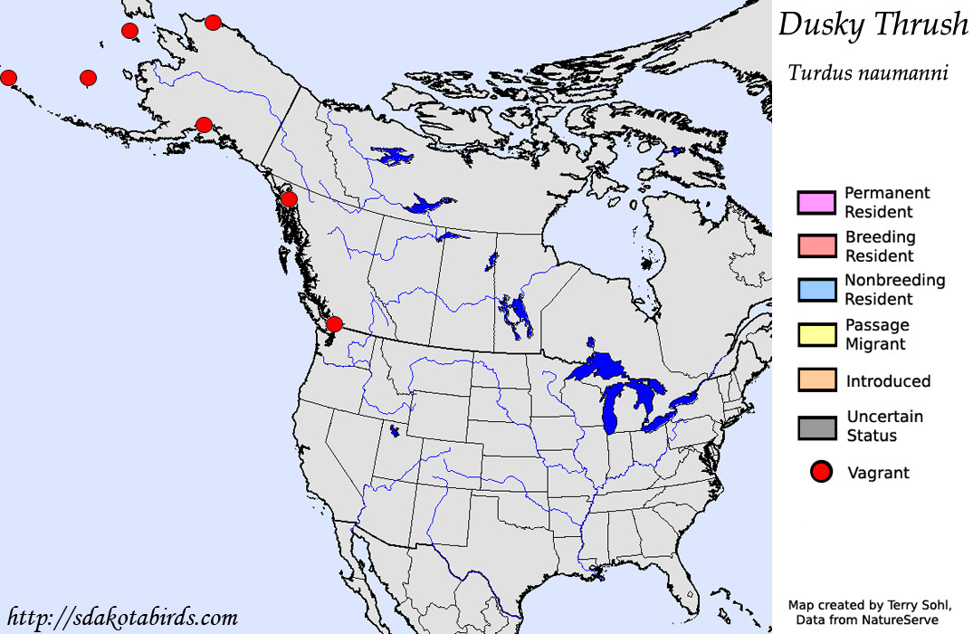 Dusky Thrush - North American Range Map