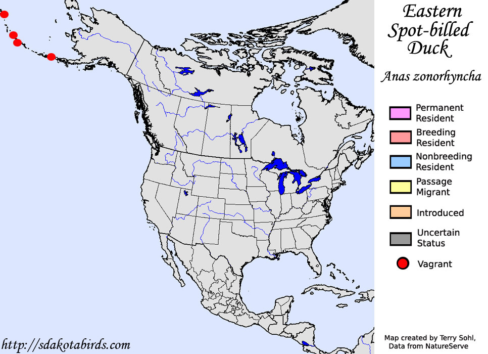 Eastern Spot-billed Duck - North American Range Map