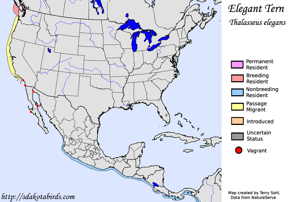 Elegant Tern - North American Range Map